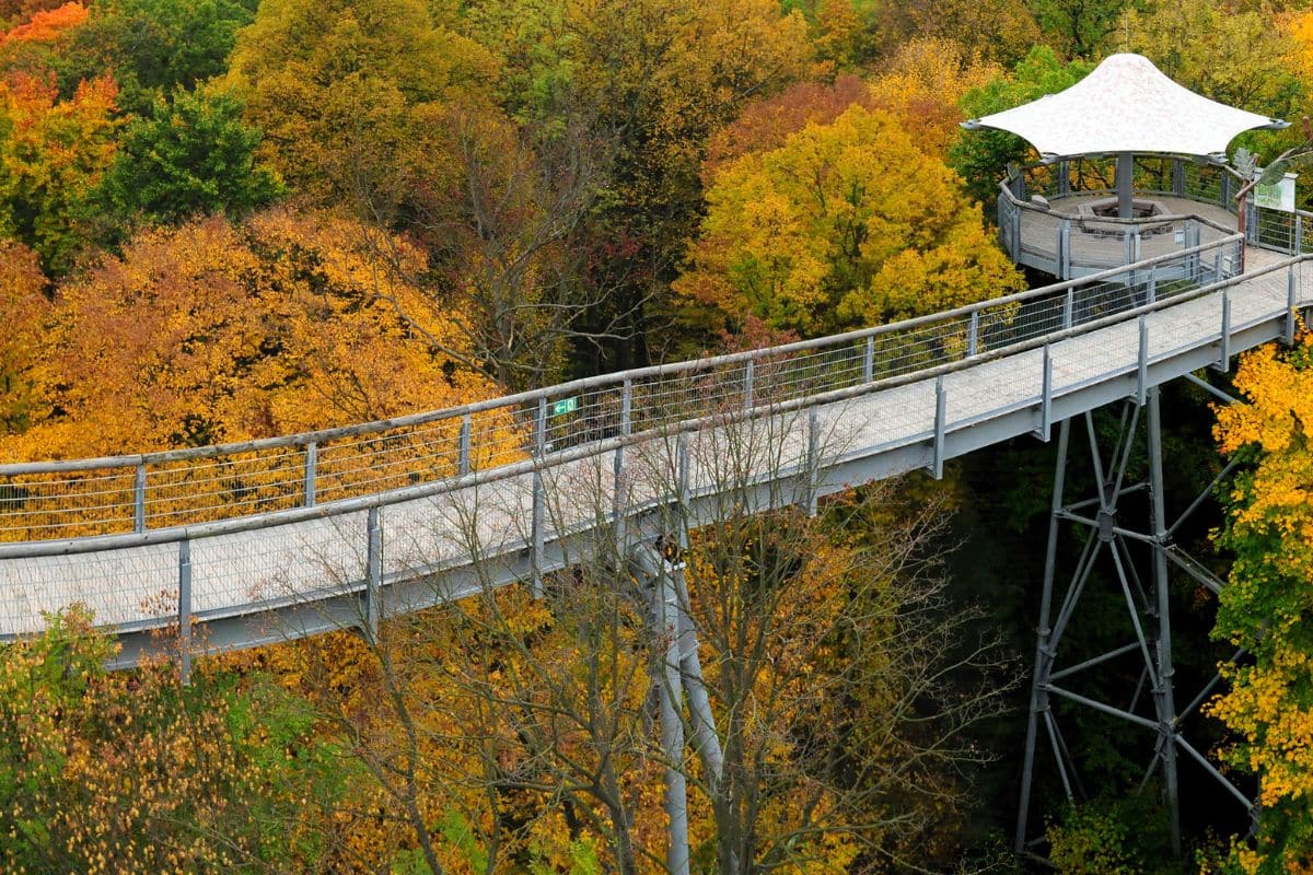 Blick auf den Baumwipfelpfad Hainich
