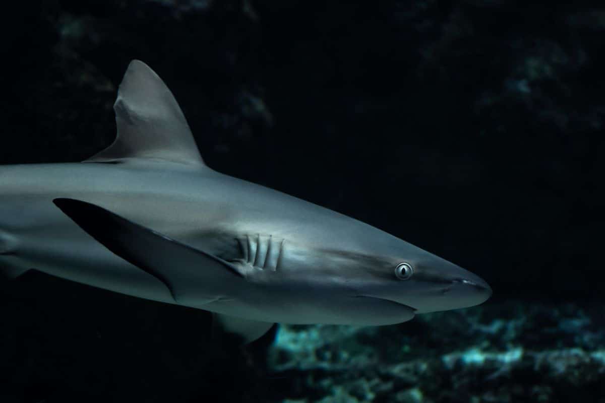 Bestaune im Oceanopolis in der Bretagne Natur hautnah, wie diesen grauen Riffhai