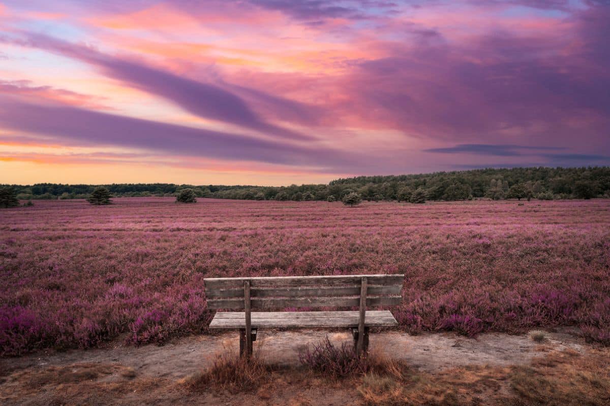 Als Reiseziele für Kurztrips eignet sich die Lüneburger Heide ideal