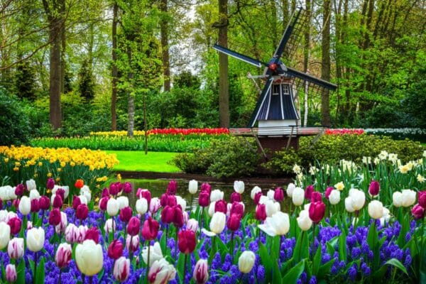 Vorlage Blog Tulpenfelder in Holland Keukenhof