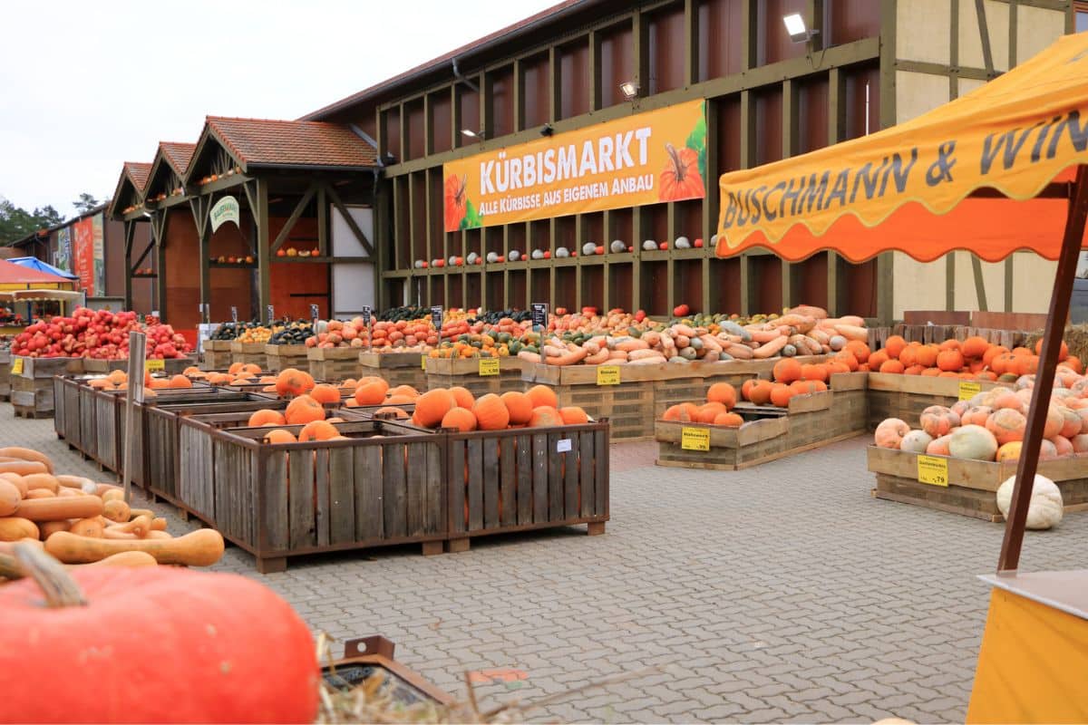 Kürbishof in Klaistow