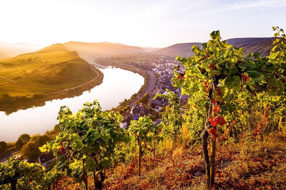 Blick auf die Weinberge an der Mosel in Bremm, einer Weinregion Deutschland