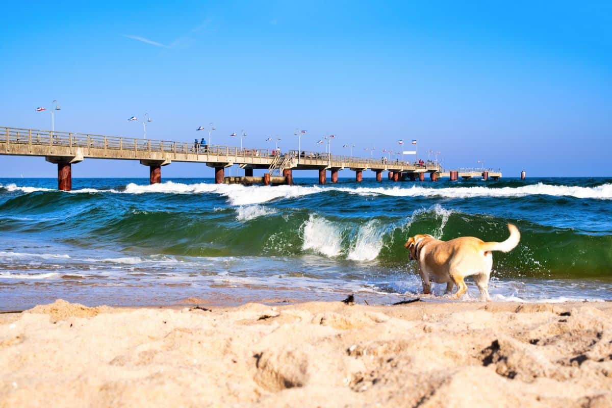 Hundestrände an der Ostsee: Hund am Strand an der Seebrücke in Rügen-Göhren vorbei
