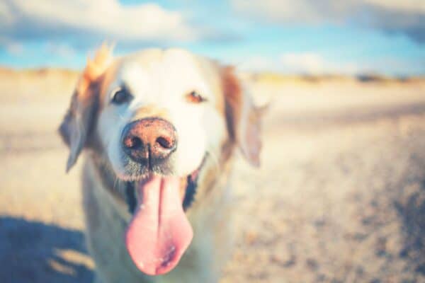 Hund am Strand vor dem Meer.