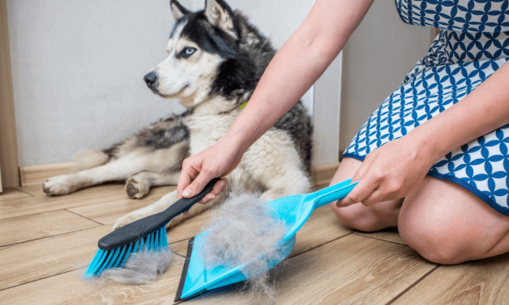 allergikerfreundliche Ferienunterkunft_Tierhaarallergie