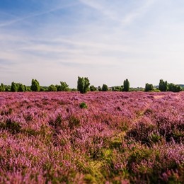 Lüneburger Heide