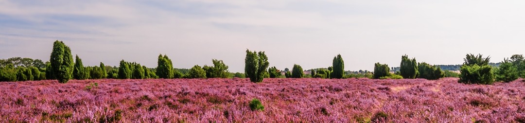 Ferienhäuser &amp; Ferienwohnungen in Westheide mieten