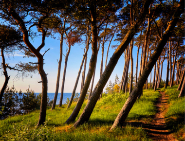 Durch den Wald zum Weststrand