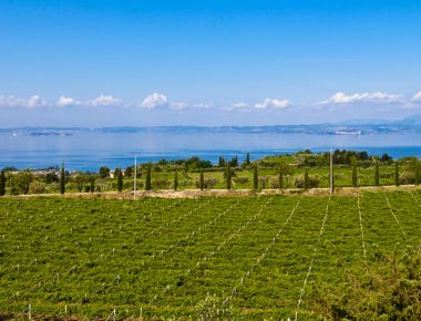 Wein und Landschaft