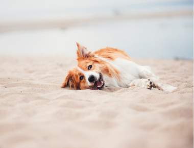 Urlaub mit dem Hund