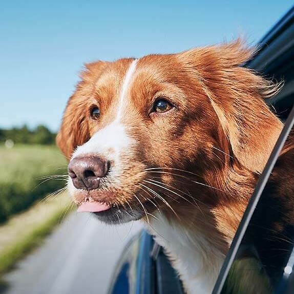 Urlaub mit Hund in Novi Vinodolski